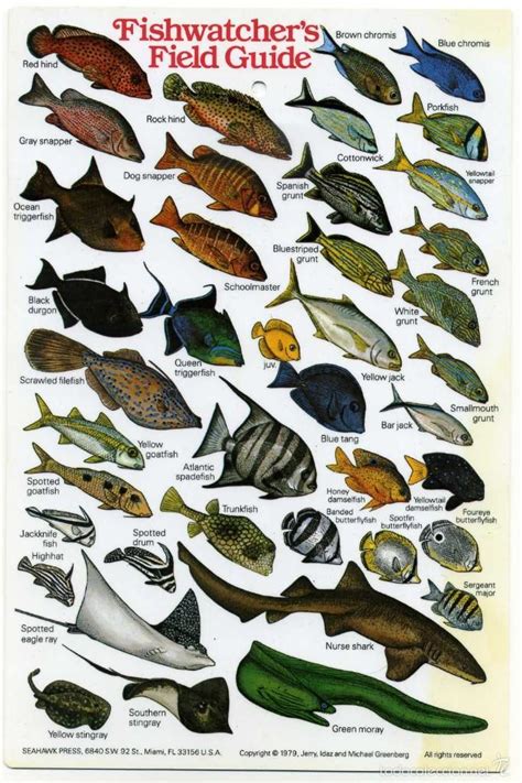 tablilla de buceo para identificación de peces   Comprar ...