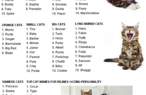 Tag For Girl kitten names : Kitten Names Top Girl Cat Name ...