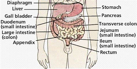 Tag: functions of the digestive system include quizlet ...