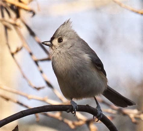 Tails of Birding: Tufted Titmouse   Small Bird with a Crest