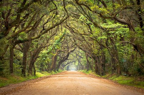 Take a stroll beneath these 9 natural tree tunnels | MNN ...
