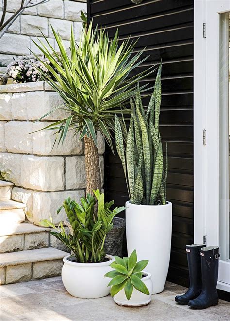 Tall Potted Outdoor Plants | www.pixshark.com   Images ...