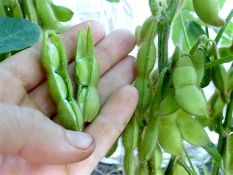 Tankuro Edamame  Soybean , 28 g : Southern Exposure Seed ...