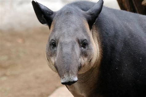TAPIR | Cuanto vive el tapir, que come y de que animal es ...
