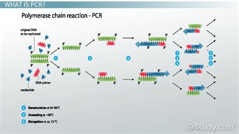 Taq Polymerase: Definition & Function   Video & Lesson ...