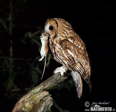 Tawny Owl Photos, Tawny Owl Images, Nature Wildlife ...