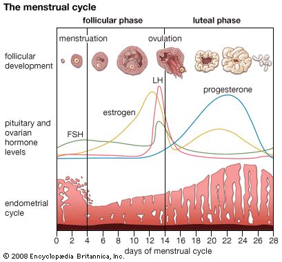 Teaching to the Test   Normal Menstrual Physiology