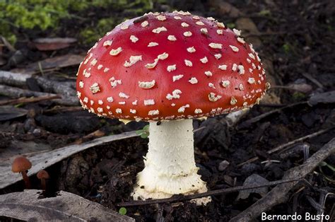 TecnoProyecto: Algunos tipos de hongos que pueden producir ...