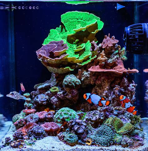 teenyreef   2016 Featured Aquariums   Featured Aquariums ...