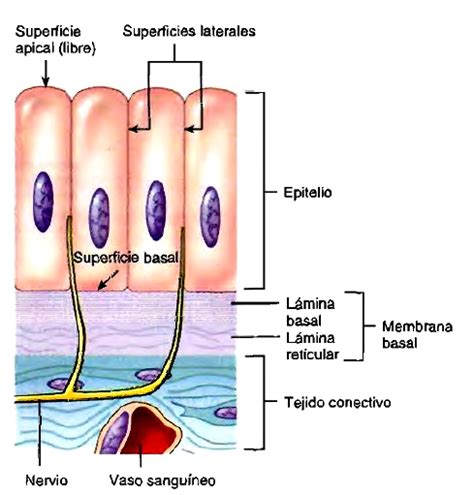 Tejido epitelial: Estructura anatómica y funciones