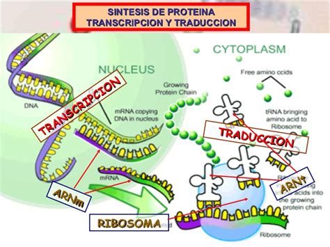 Tema 7 sintesis de proteina