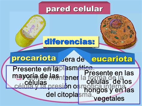 Tema: Células procariotas y eucariotas   ppt descargar
