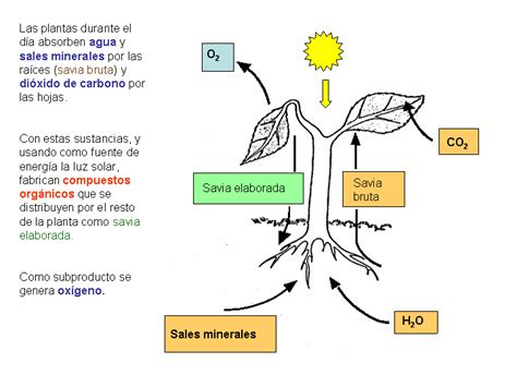 Temas Biología: METABOLISMO: OBTENCIÓN DE ENERGÍA