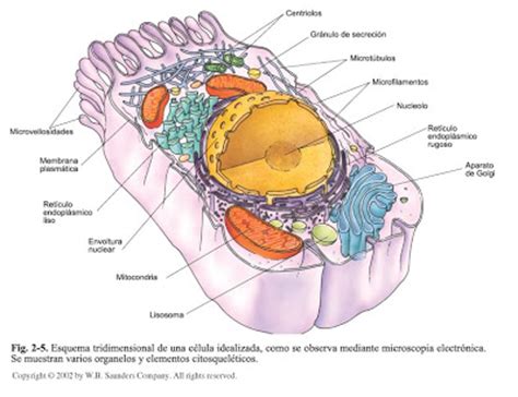 Temas de Biología: Resumen organelos celulares.