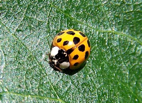 Temperate Climate Permaculture: Beneficial Insects: Ladybugs
