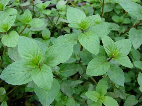 Temperate Climate Permaculture: Permaculture Plants: Mint