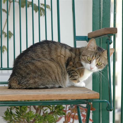 Tener gato en casa   Salud de gatos | Mundo Animal