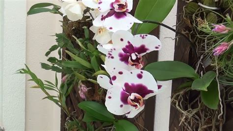 Terminei de plantar minhas orquídeas! Show!   YouTube
