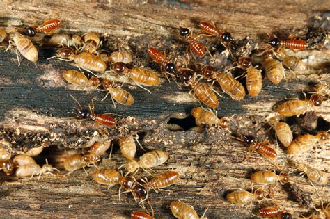Termite Control North Dallas, Termite Extermination Cost