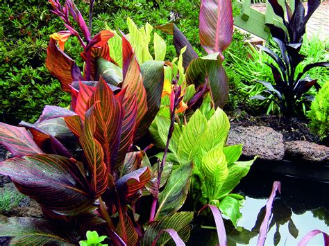 Tesselaar Plants Helps Rev Up Your Outdoor Living with ...