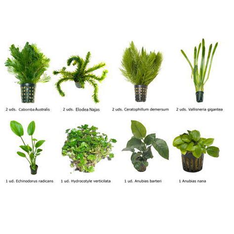 Tetra Plant InitialSticks fertilizante de plantas de ...