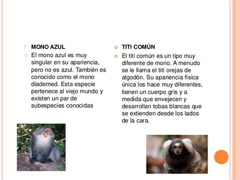 Texto de divulgación Cientifica  Los monos