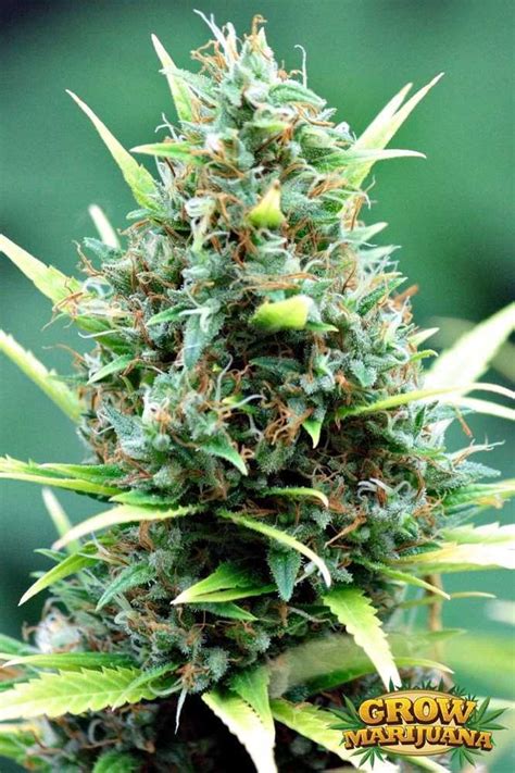 THC Bomb Auto Seeds Strain Review | Grow Marijuana.com