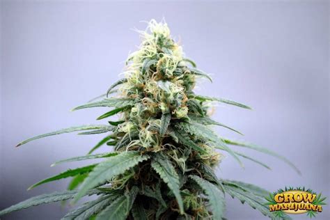 THC Bomb Seeds Strain Review | Grow Marijuana.com
