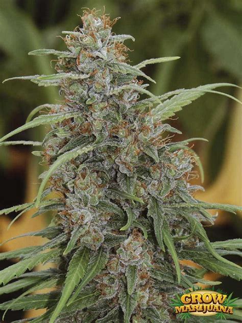 THC Bomb Seeds Strain Review | Grow Marijuana.com