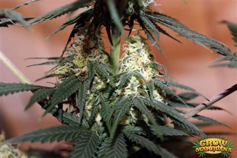 THC Snow Seeds Strain Review | Grow Marijuana.com