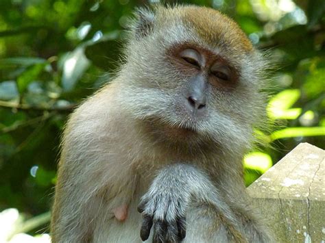 The 50 Best Funny Monkey Pictures Of All Time
