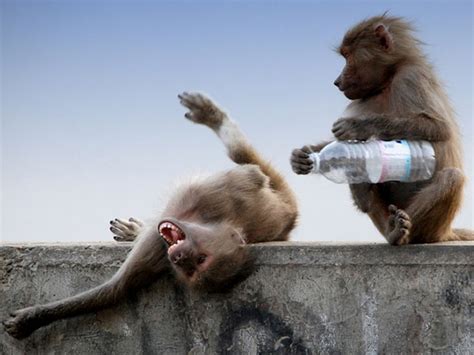 The 50 Best Funny Monkey Pictures Of All Time