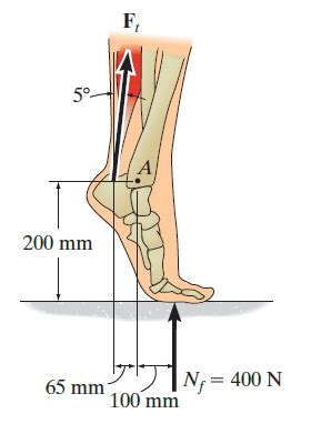 The Achilles tendon force   Question Solutions