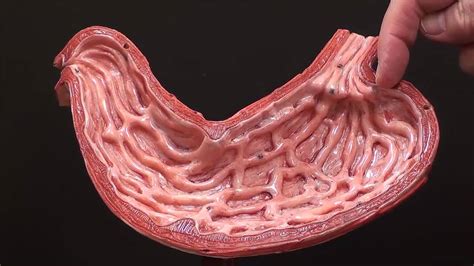 The Anatomy of the Abdomen Human Stomach | Health Life Media