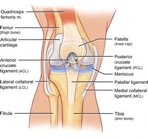 The Anatomy Of The Knee   The Best Knee Braces For Sports ...