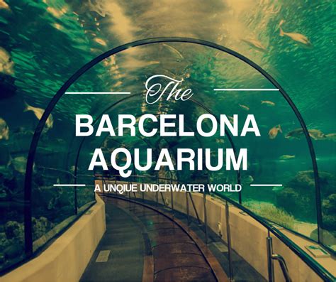 The Barcelona Aquarium: A Unique Underwater World ...