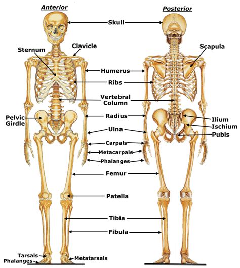 The Bare Bones: An Overview of the Skeletal System – madwayoga