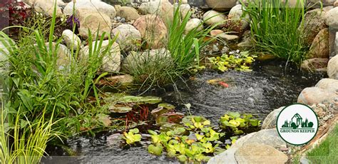 The Best Pond Plants For Your Aquatic Garden