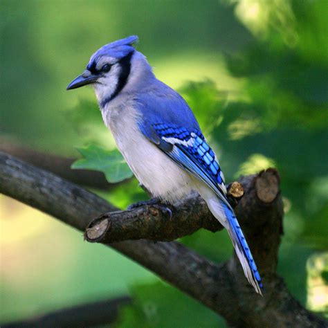 The Blue Jay | Canadian Lovely Bird Basic Facts ...