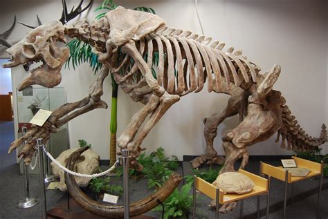 The BYU Dinosaur Museum | Dinosaur fossils