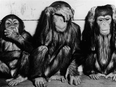 The Case Of The 3 Monkeys Is Tearing Twitter In Two | NCPR ...