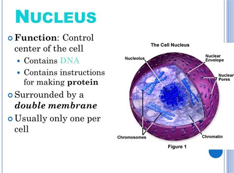 The Cell and its Organelles   ppt download