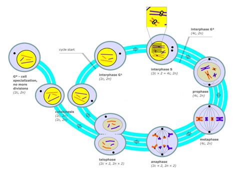 The Cell Cycle | Biology for Majors I