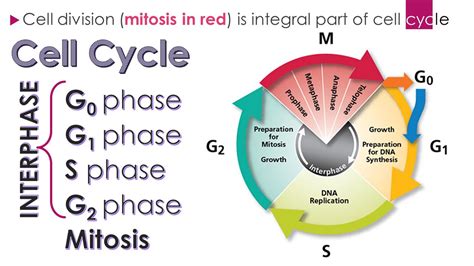 The Cell Cycle Chapter ppt video online download