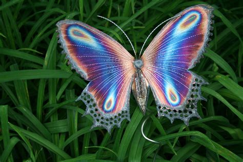 The color PURPLE — butterflies | Gardening with Confidence ...