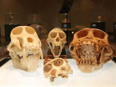 The Cradle of Humankind in Gauteng offers educational ...