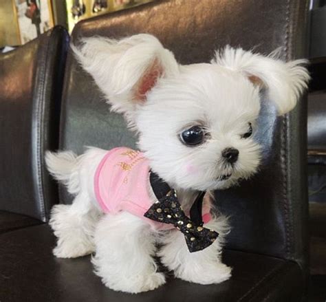 The cutest dog in the world according to Instagram usrs ...