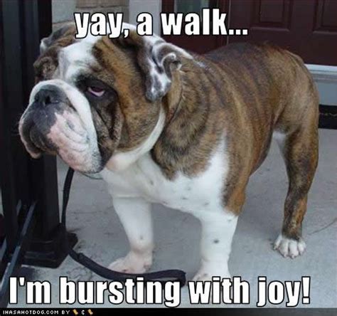 The Daily Smile : Hilarious Dogs