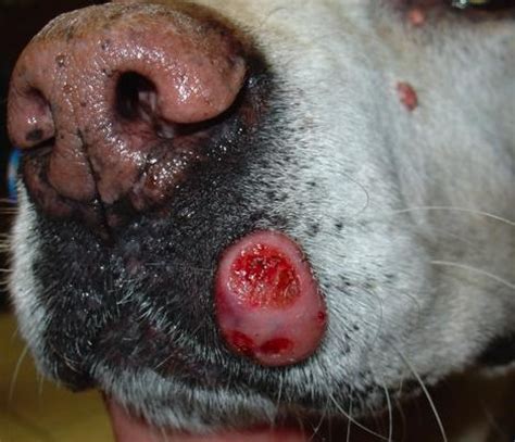The dog in world: canine skin cancer