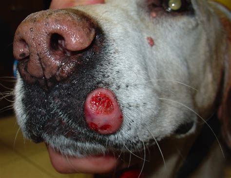 The dog in world: Mast Cell Tumors in Dogs